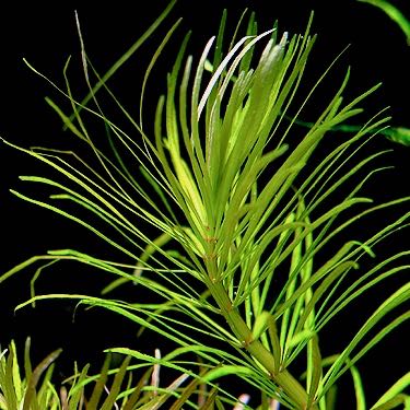 Eustralis stellata grof in pot